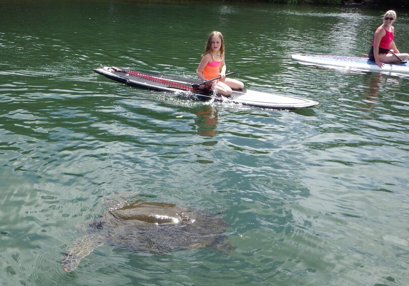 Mother and child sees a sea turtle while stand up paddle boarding in Haleiwa