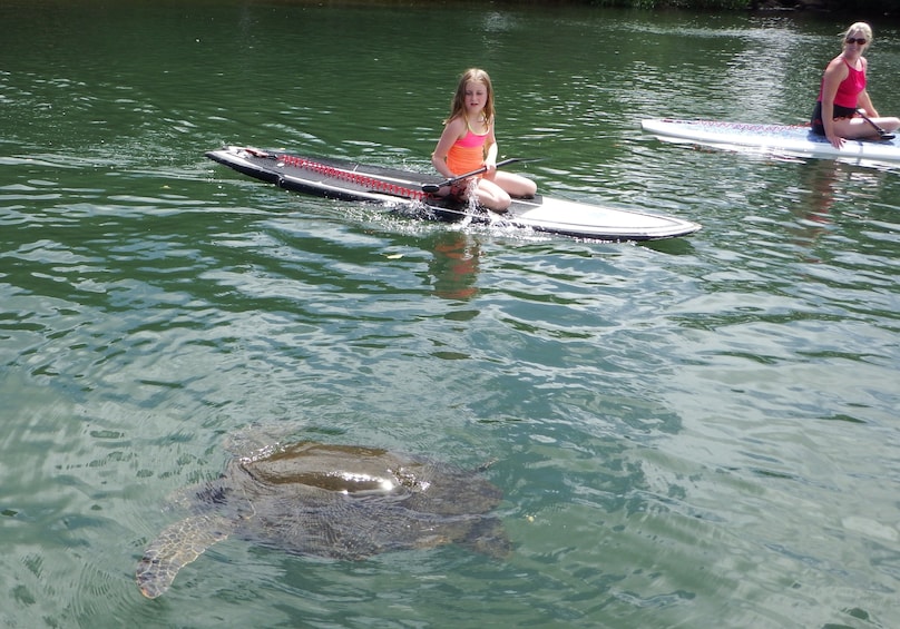 Mother and child sees a sea turtle while stand up paddle boarding in Haleiwa