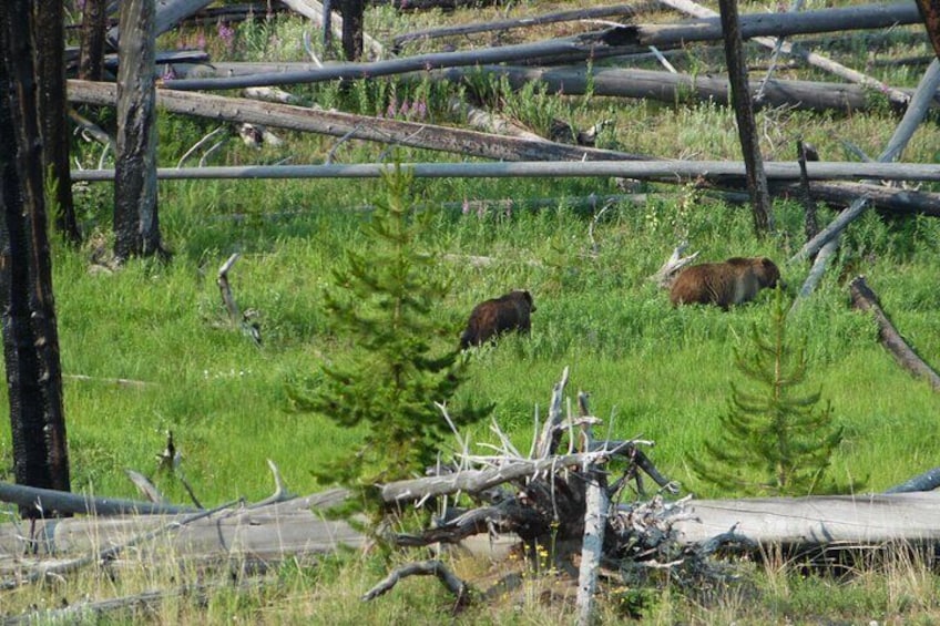 Full-Day Guided Yellowstone Day Tour