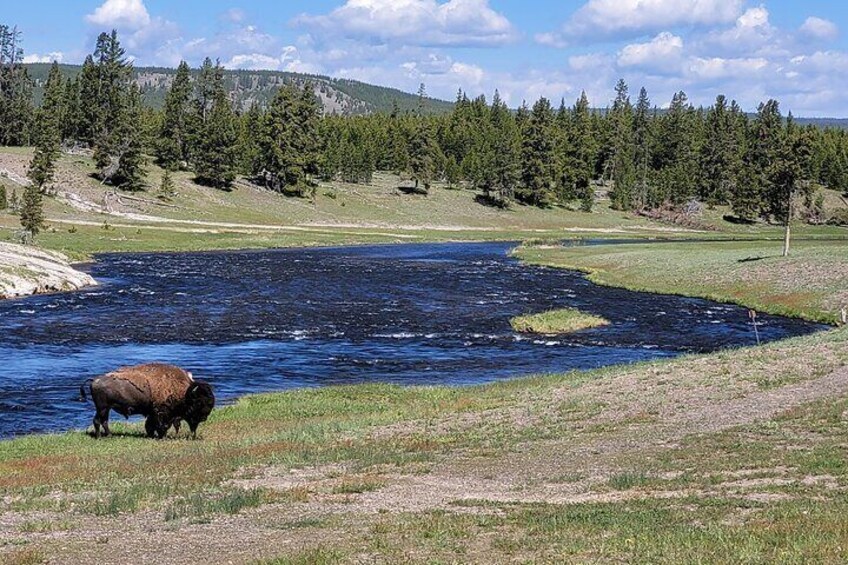 Full-Day Guided Yellowstone Day Tour