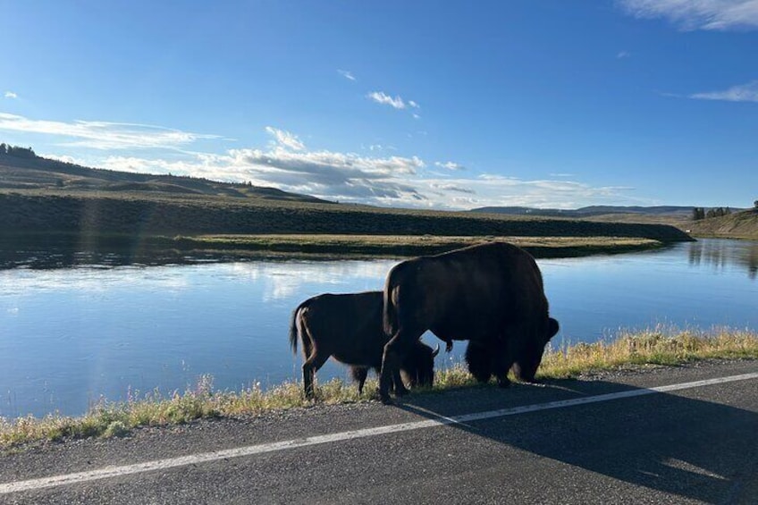 Guided Lower Loop of Yellowstone from Cody, WY