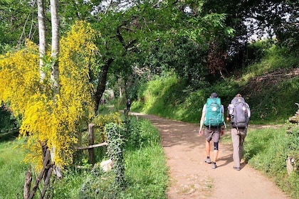 Camino de Santiago 最后 100 公里 Sarria 到 Santiago de Compostela