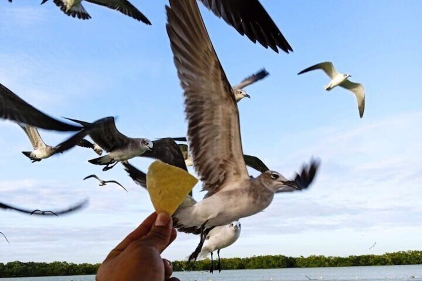 Boat Tour of Three Islands in Holbox with Transportation