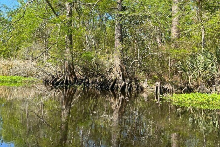 Cane Bayou Historic Water Trail Kayak Tour