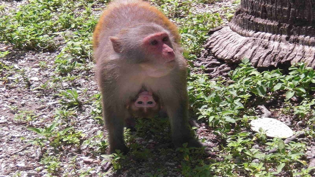 Mother and baby monkey in Nha Trang, Vietnam
