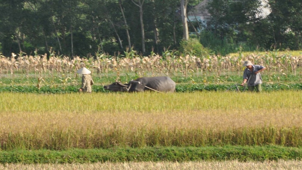 Two men and ram till rice paddy fields in Nha Trang