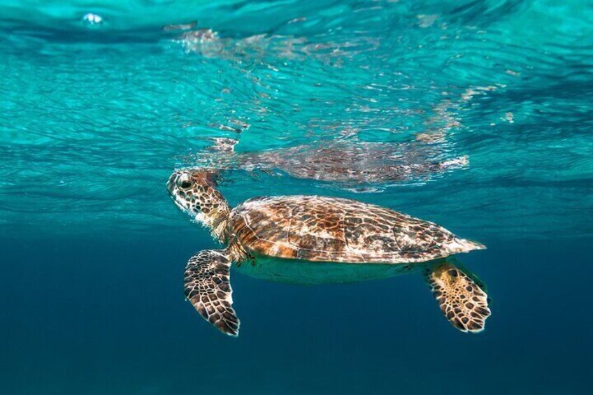 Private E-Snorkeling tour in Bonaire with easy Sea Scooters