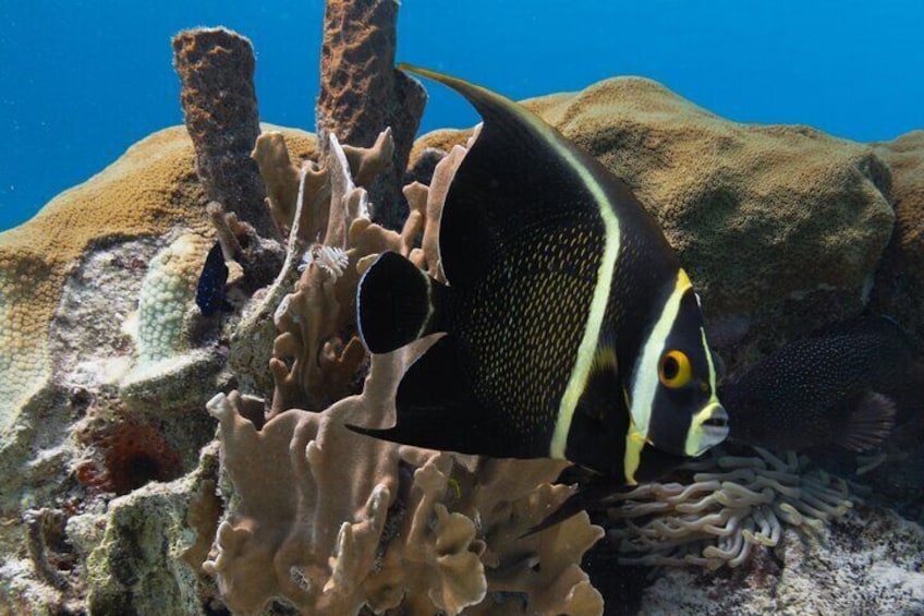 Private E-Snorkeling tour in Bonaire with easy Sea Scooters