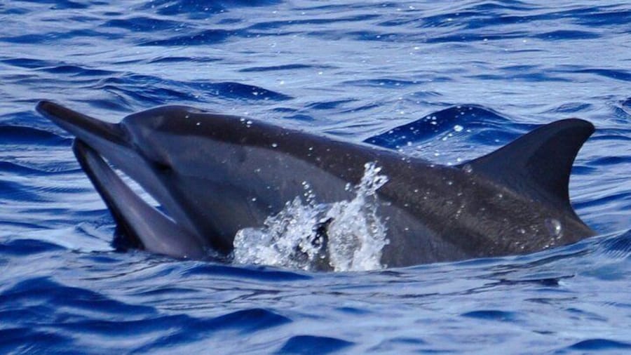 Swimming with dolphins