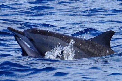 Shared Dolphin Encounter in Mauritius