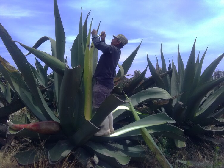 Man harvesting large agave plants in Mexico