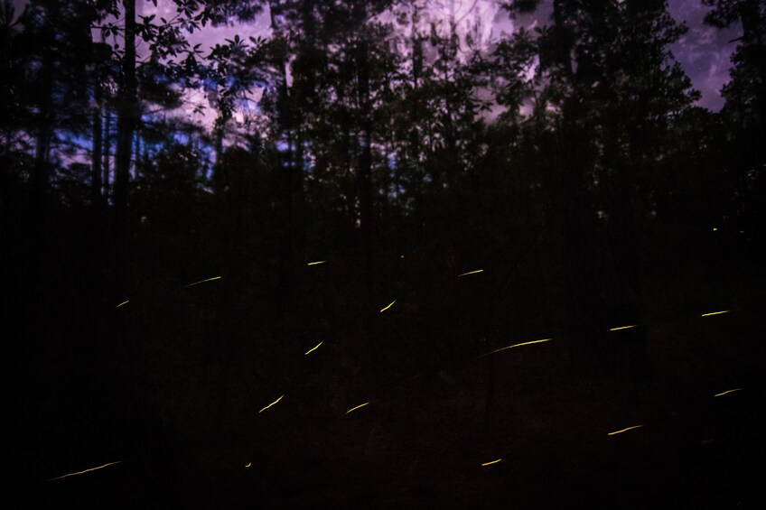 Fireflies at night in forest of Nanacamilpa