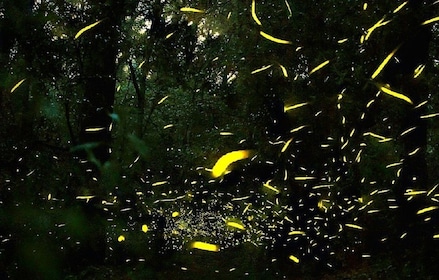 Discover the Magican Atmosphere of the fireflies from Mexico City