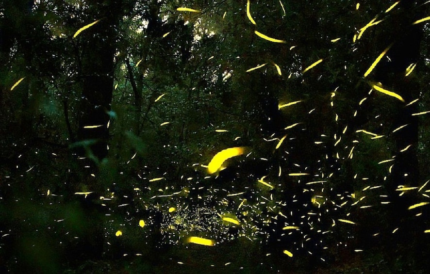 Fireflies at night in forest of Nanacamilpa