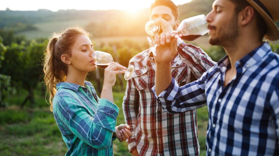 Full-Day Romanian Wine Tasting & Guided Vineyard Tour