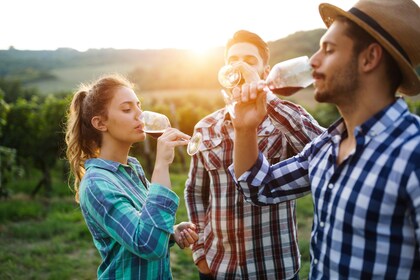 Ganztägige rumänische Weinverkostung & geführte Weinbergstour