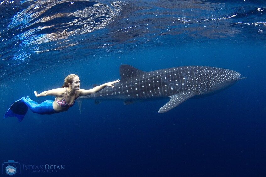 Whale Shark Snorkel Adventure