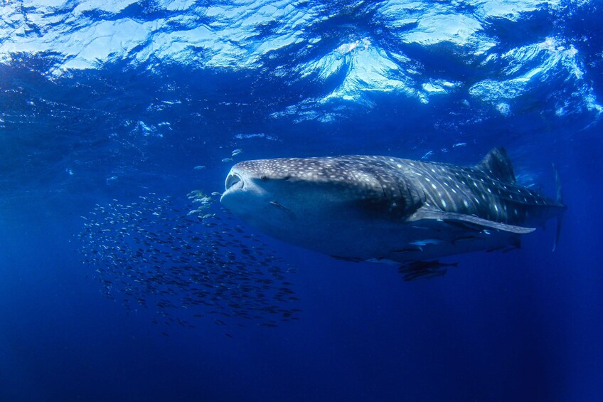Whale Shark Snorkel Adventure