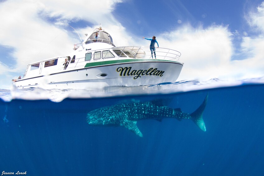 Whale Shark Snorkel Adventure