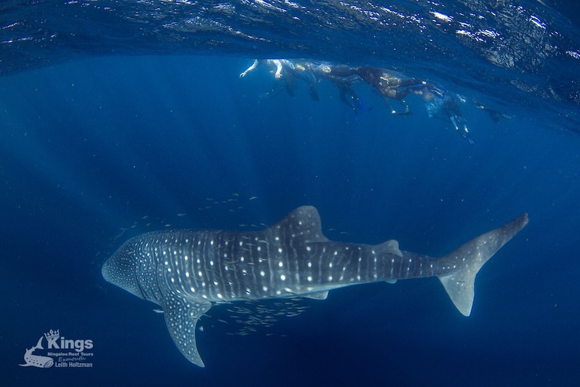 Whale Shark Snorkel Adventure