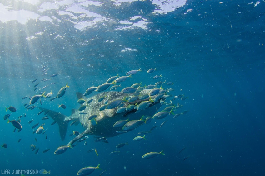 Whale Shark Snorkel Adventure