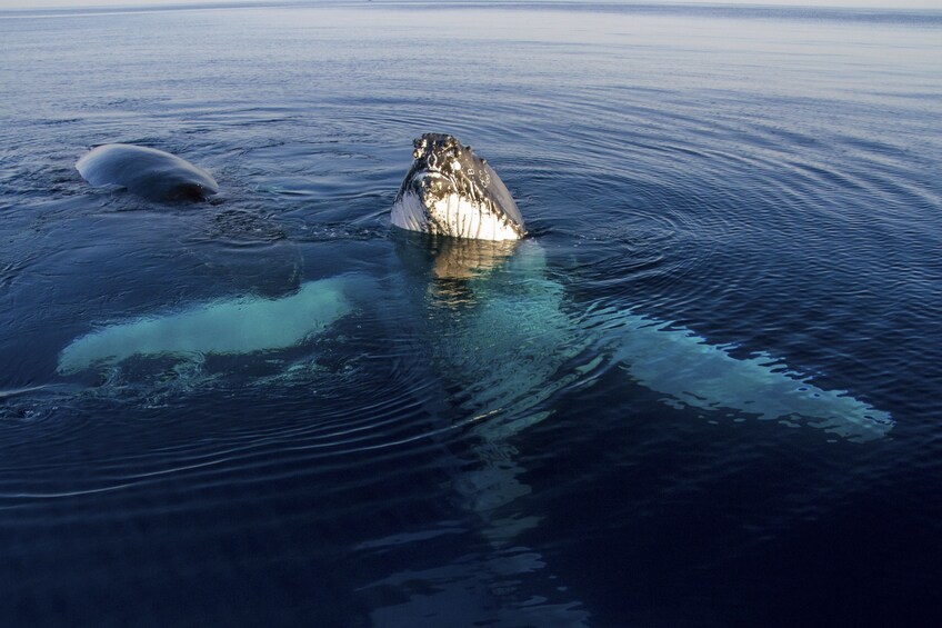 Humpback whale in Australia