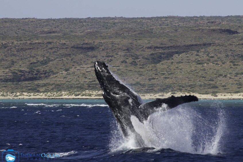 Breaching humpback whale in Australia