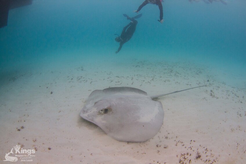 Snorkelers diving with a large stingray in Australia