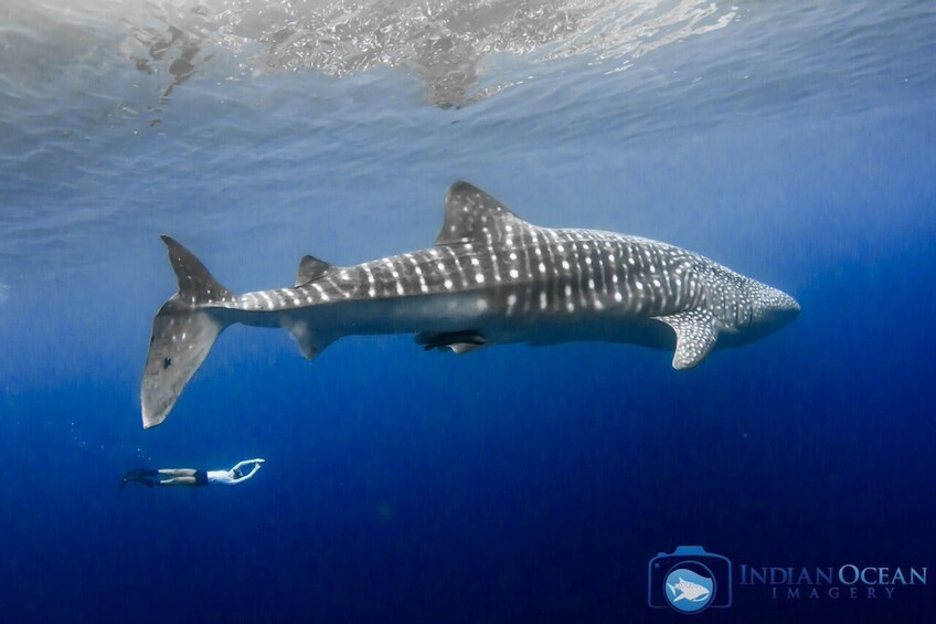Snorkeler swimming with a giant whale shark in Australia
