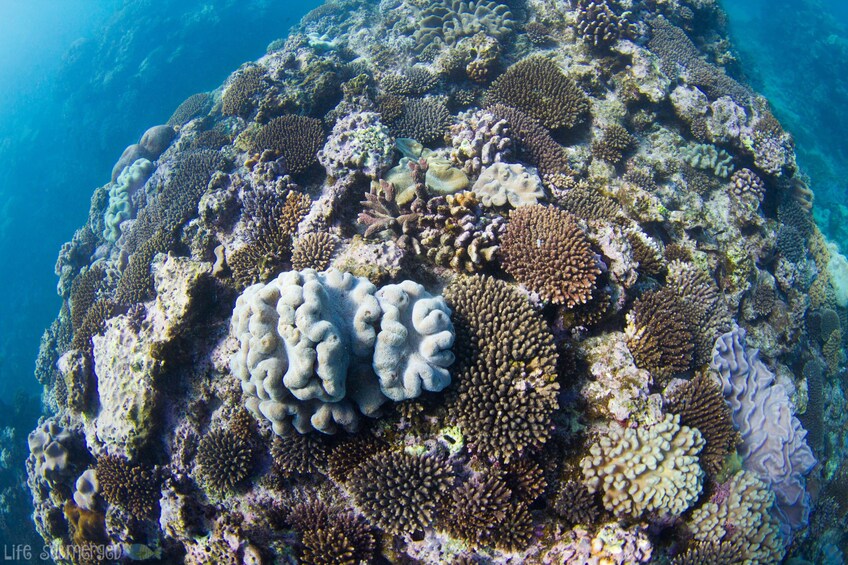 Coral reef in Australia