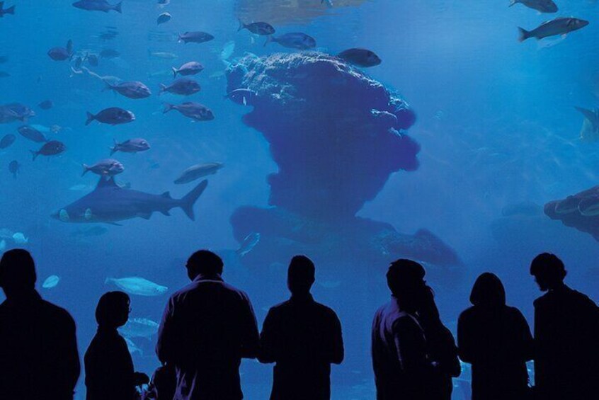 Ticket Palma Aquarium + 3D Cinema Aquadome