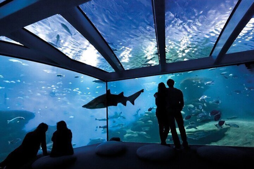 Ticket Palma Aquarium + 3D Cinema Aquadome