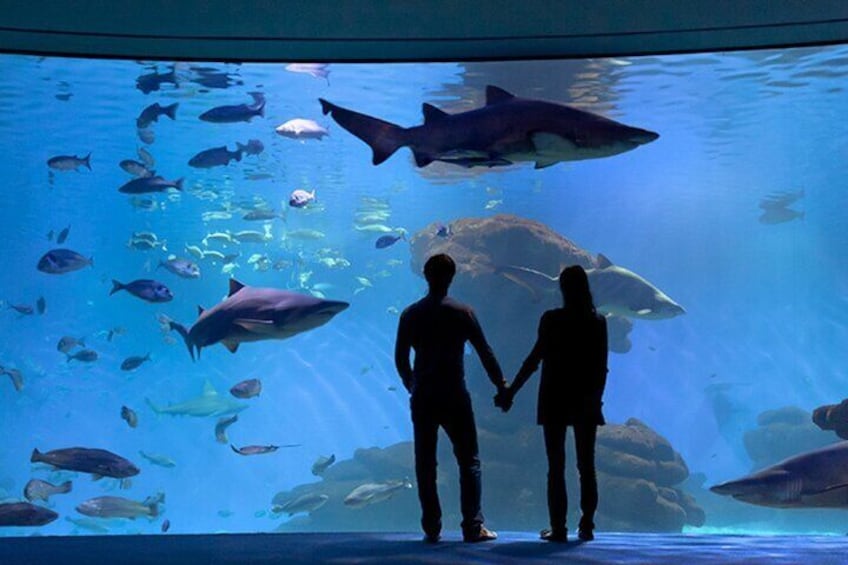 Ticket Palma Aquarium + 3D Cinema Aquadome