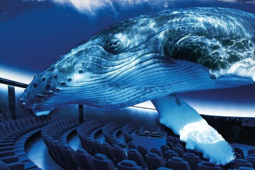 Ticket Palma Aquarium + 3D Cinema Aquadome