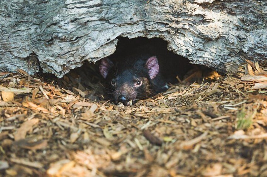 Tasmanian Devil