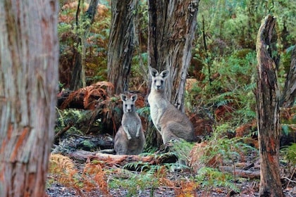 Melbourne Combo: Great Ocean Road Day Trip and Phillip Island Day Trip from...