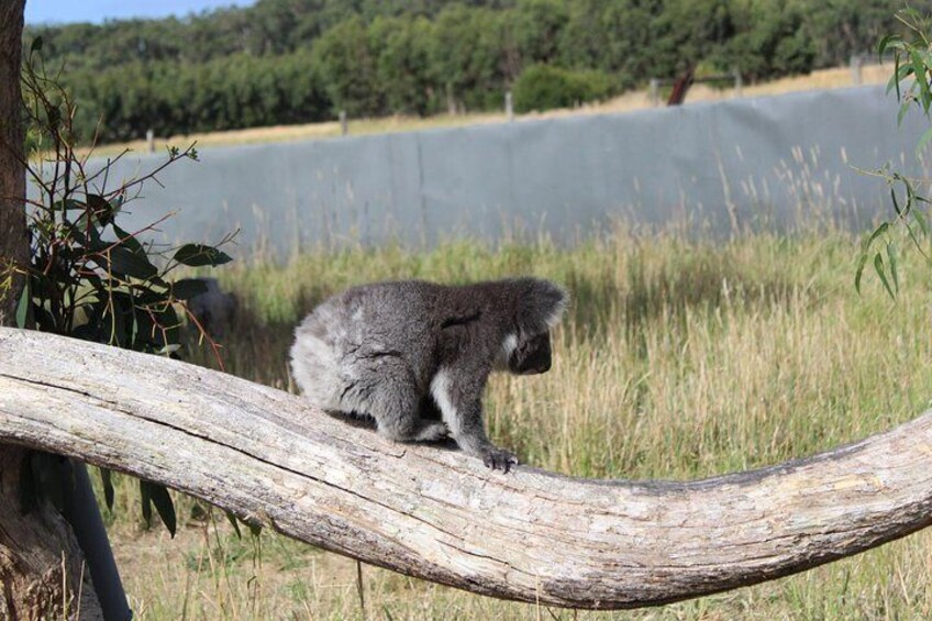 Melbourne Combo: Great Ocean Road Day Trip and Phillip Island Day Trip from Melbourne