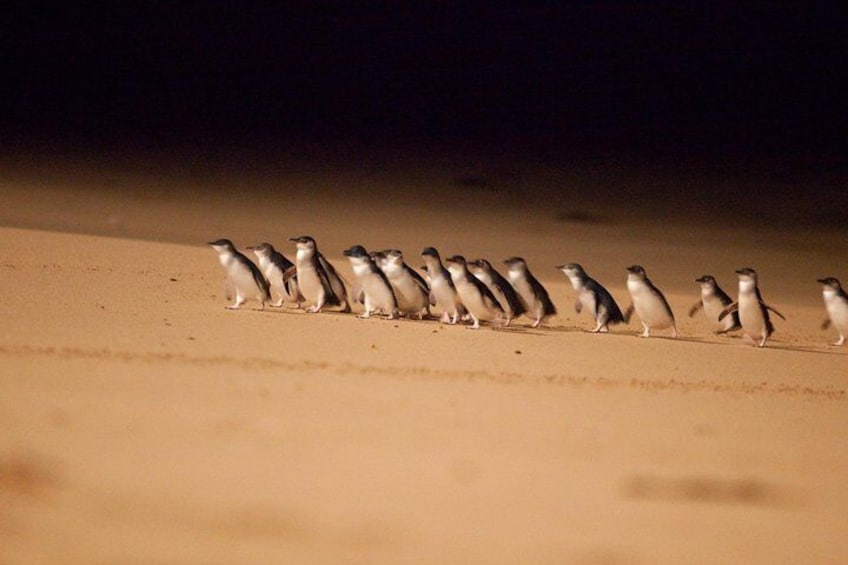 Penguin Parade