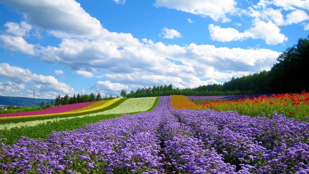 Colorful flower fields on a sunny day in Dalat, Vietnam