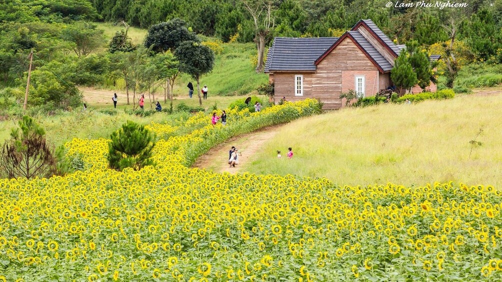 Field of sunflowers in Da Lat city