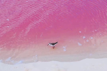 BEST Romantic Las Coloradas Pink Lake & Cenote Day Tour from Cancun Mexico
