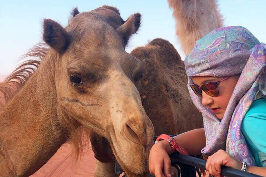 An encounter with a camel herd is very common. They are very curious and it is totally safe to pet them