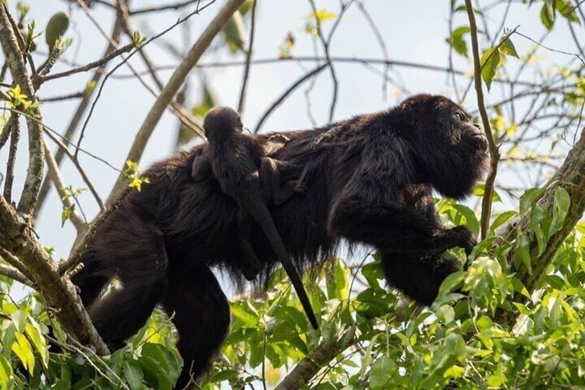 Visit Ixpanpajul: Jungle, Trekking, Hanging Bridges & Canopy - Tour from Flores