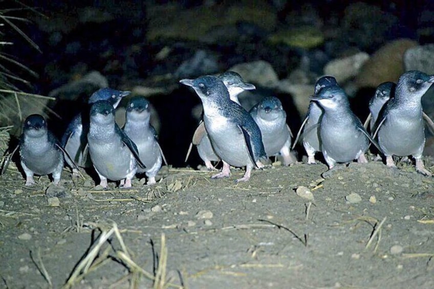Little Penguins, the world's smallest species !