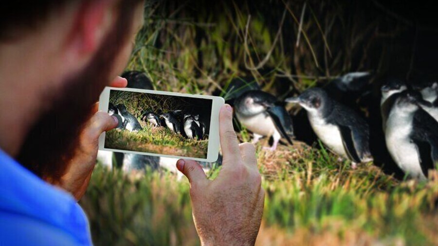 See wild penguins just metres away !