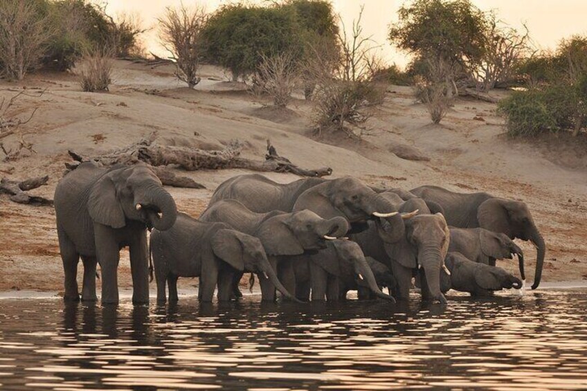 Elephants Drinking in the Chobe River