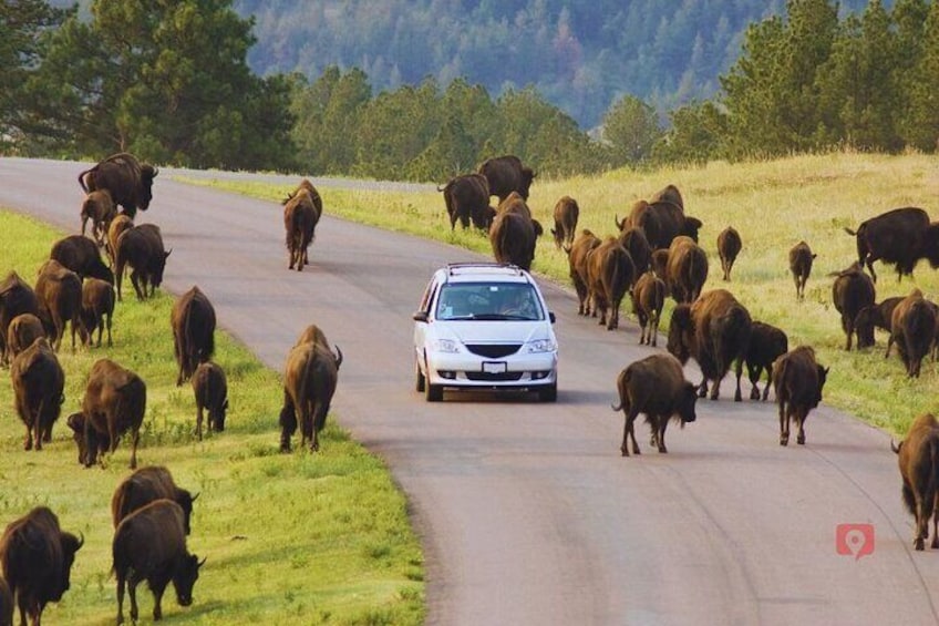 Self-Guided Audio Driving Tour in Black Hills and Mt Rushmore