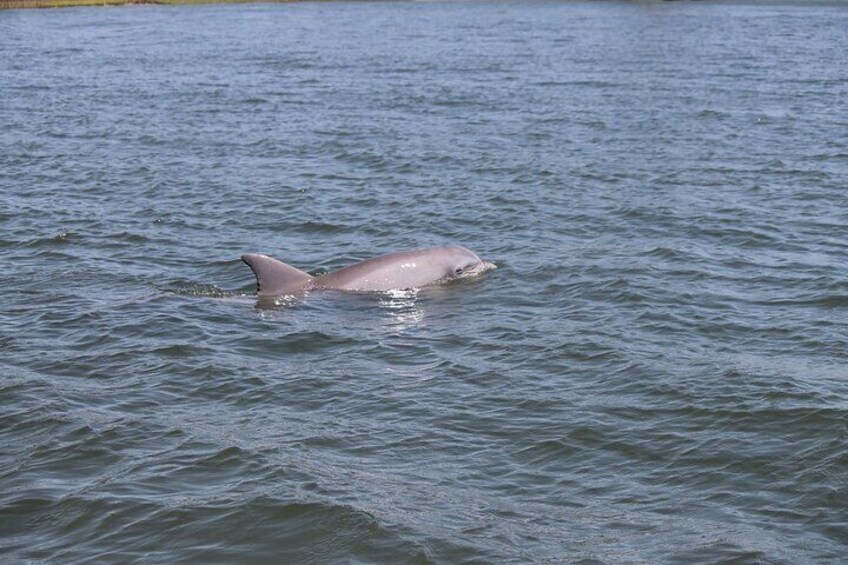 Dolphin Experience Tour 