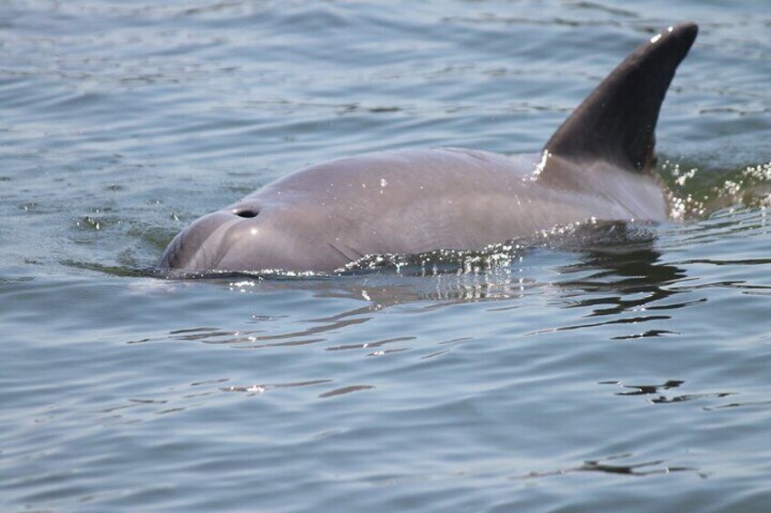 See bottlenose dolphins in the wild 