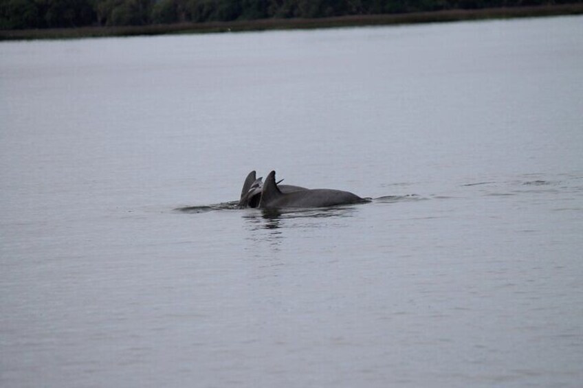 Dolphin Experience Tour 